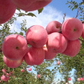 fresh fruits red Fuji apple